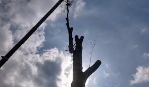 Vital Tree Solutions