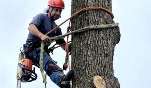 Davis Tree Service