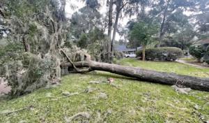 Lovett's Tree Service