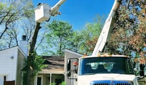 LCS Tree Trimming & Removal