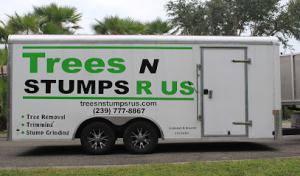 Trees N Stumps R Us