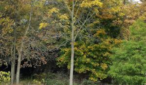 Green Leaf Tree Care