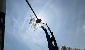 TK'S Gardening & Tree Service