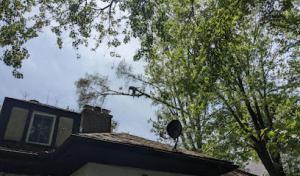 Inspire Tree Experts