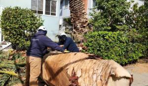 Mayan Climber Tree Service