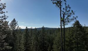 A&E Arborists Tree Care