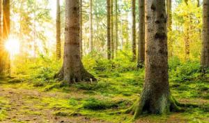 Hillcrest Outdoor Services