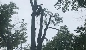 Dunsmore's Tree Service