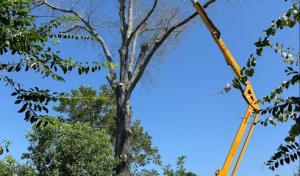 Noah’s Lawn Care & Tree Service