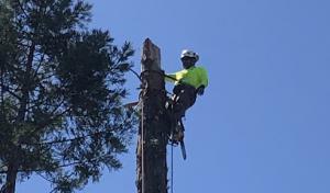 Rios Mauro Tree Service - Tree Trimming & Removal