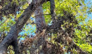 Georgia Tree Solutions Group