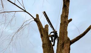 Canopy Climber Tree Care