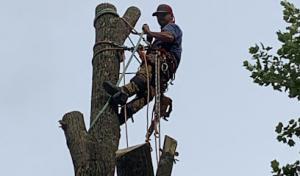 Triple T Tree Services