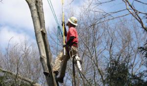 Hathaway Tree Service