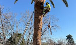 Orozco Tree Service