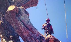 Douglas Cicileo Tree & Arborist Services