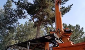 Western Tree Service