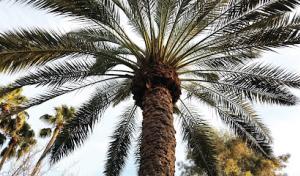 SavATree - Tree Service