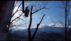 Dennison's affordable tree service