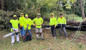 Elephant Trunk Tree & Landscaping