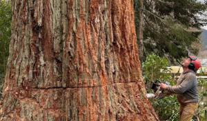 NW Tree & Excavation