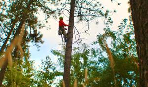 Curtis Point Tree Service