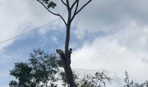 Appalachian Tree Fellers