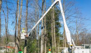 Timber Tree Service