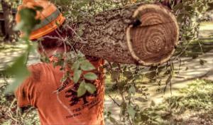 Brown's Tree Service LC