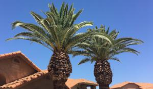 Arizona Urban Arborist