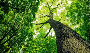 Poor Folks Tree Service