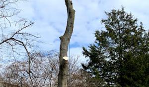 Poertner & Sons Tree Service