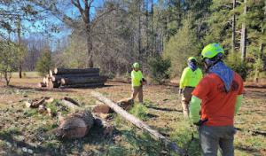 Santos Brothers Tree Service