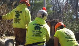 Poplar Tree Service