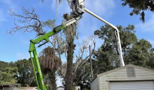 No Limits Tree Service