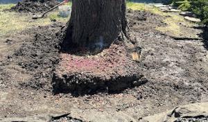 Alliance Tree Service