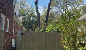 Master Tree Service