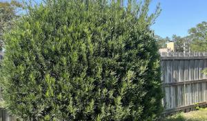 Special Response Tree Service