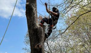 J’s Crew Tree Services