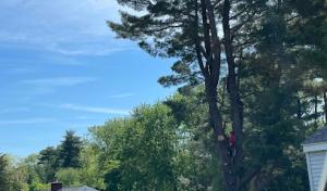 GRL Landscaping & Tree Services