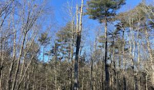 Medina Tree Services