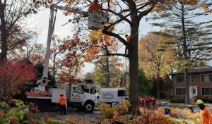 Simo Brothers Tree Service, Inc.- Highland Park IL