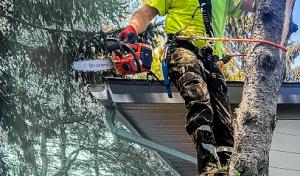 The Liberty Rose Tree Company