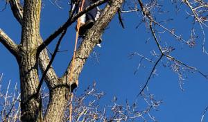 Woody Woodpecker Tree Service