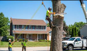 Discounted Tree Cutting & Removal Company