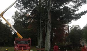 Total Tree Service & Removal