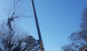 Craig Daniel Tree Services