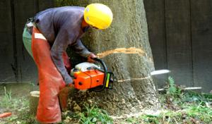 Moore Tree solutions