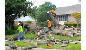 Downers Grove Tree Service