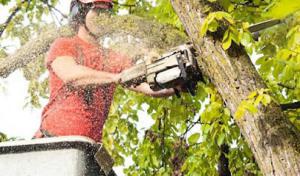 Big Ben's Tree Service